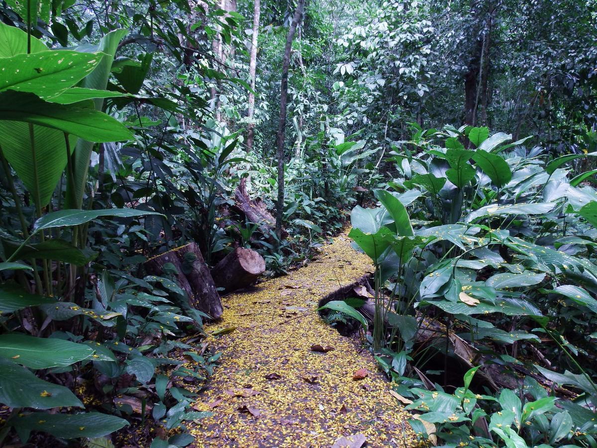 Selva Color - Forest & Beach Ecolodge Quebrada Ganado Dış mekan fotoğraf